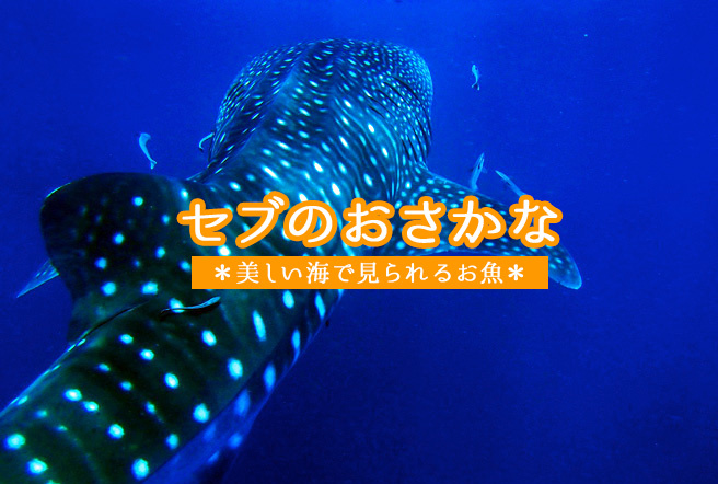 セブの海で見られるお魚