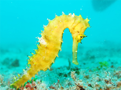 タツノオトシゴ