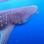 ジンベイザメに出会うツアー / Whale Sharkのイメージ画像