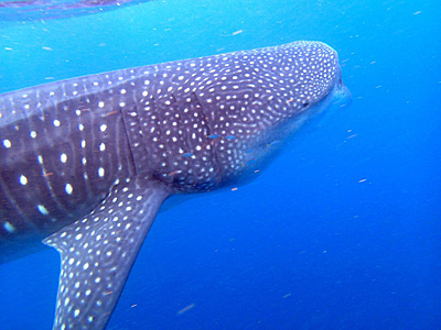 ジンベイザメに出会うツアー/Whale shark