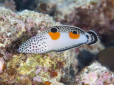 カンムリベラ（幼魚）